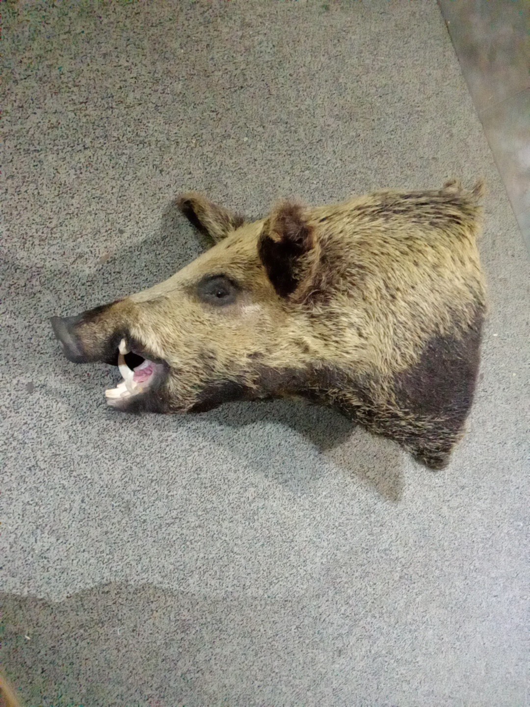 Taxidermy Trophy Wild Boar Huge Awesome Mount Hunting Decor Taxidermy Trophy Wild Boar Huge Awesome Mount Hunting Decor