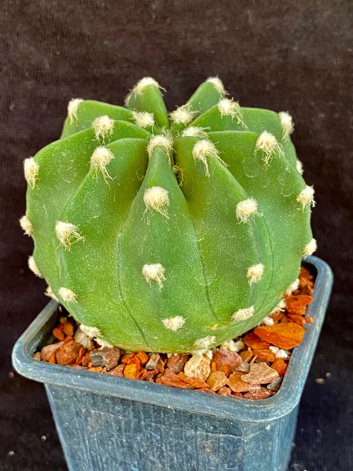Echinopsis subdenudatum cv. Fuzzy Naval, cactus plant Echinopsis subdenudatum cv. Fuzzy Naval, cactus plant