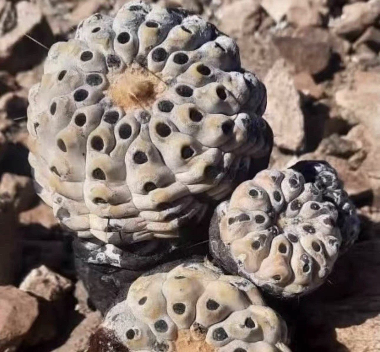 SeedGrown Copiapoa Cinerea Inermis Spineless WYSIWYG Choose 1 from 3 specimens SeedGrown Copiapoa Cinerea Inermis Spineless WYSIWYG Choose 1 from 3 specimens
