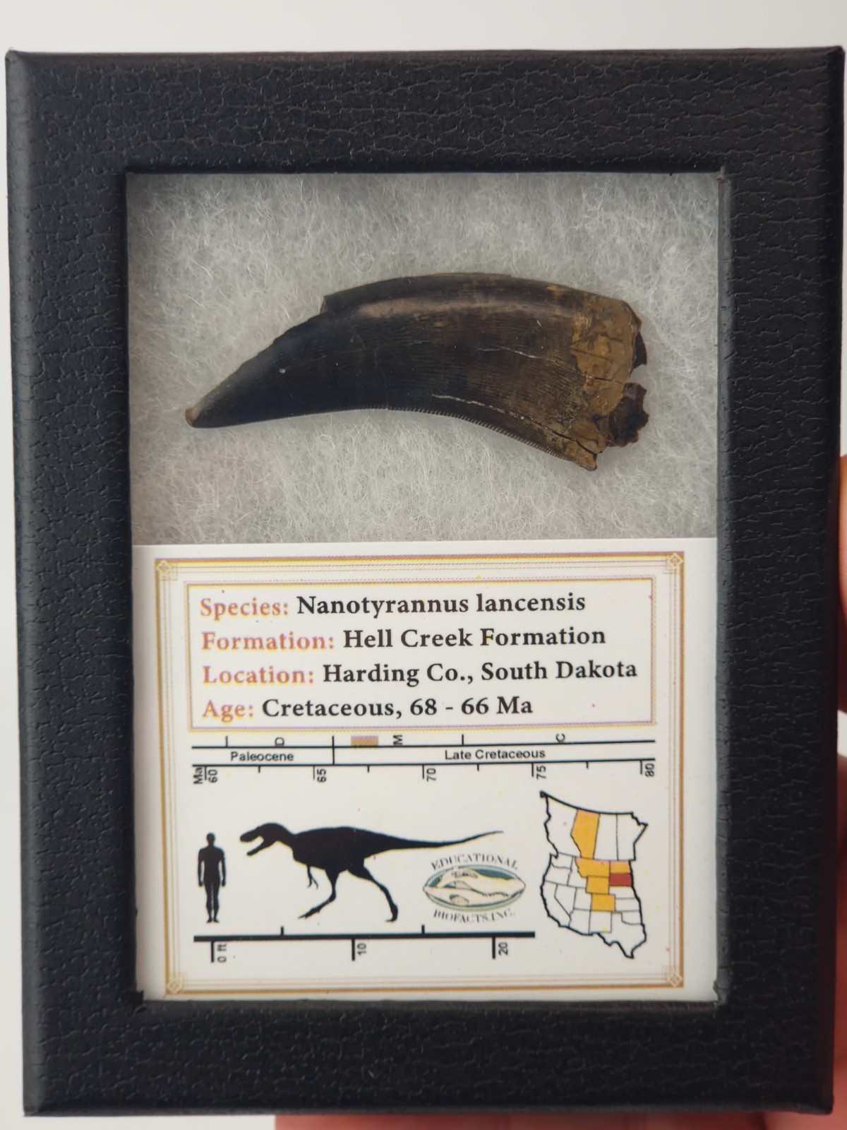 Nanotyrannus 1.89