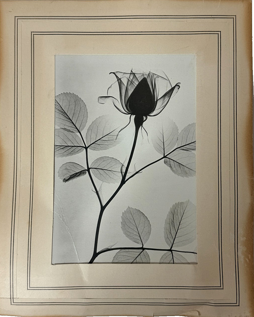 Rare Dr. Dain Tasker X-Ray Of A LOTUS GELATIN SILVER PRINT Rare Dr. Dain Tasker X-Ray Of A LOTUS GELATIN SILVER PRINT
