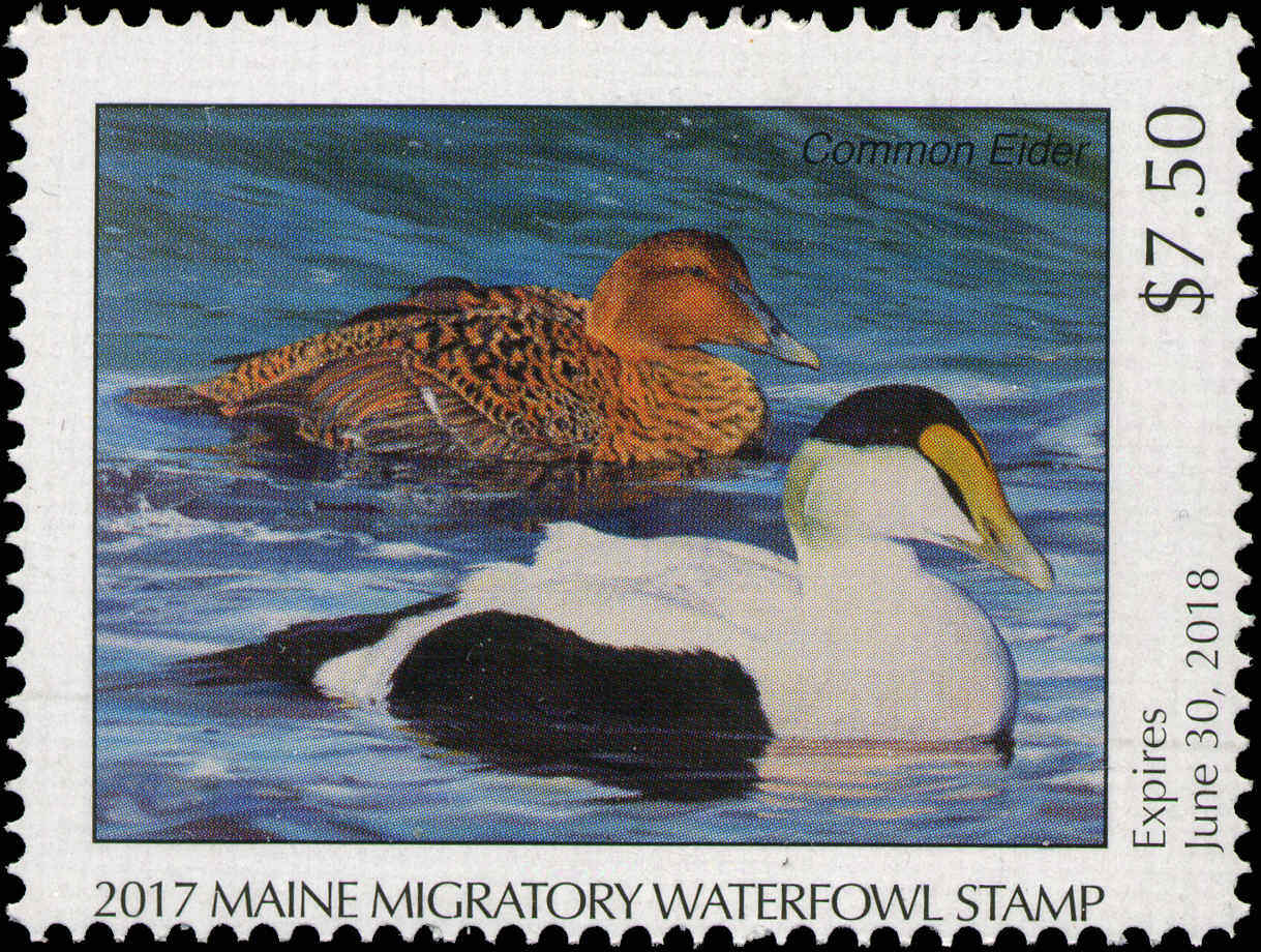 MAINE  #34  2017 STATE DUCK STAMP COMMON EIDER by Rebekah Lowell