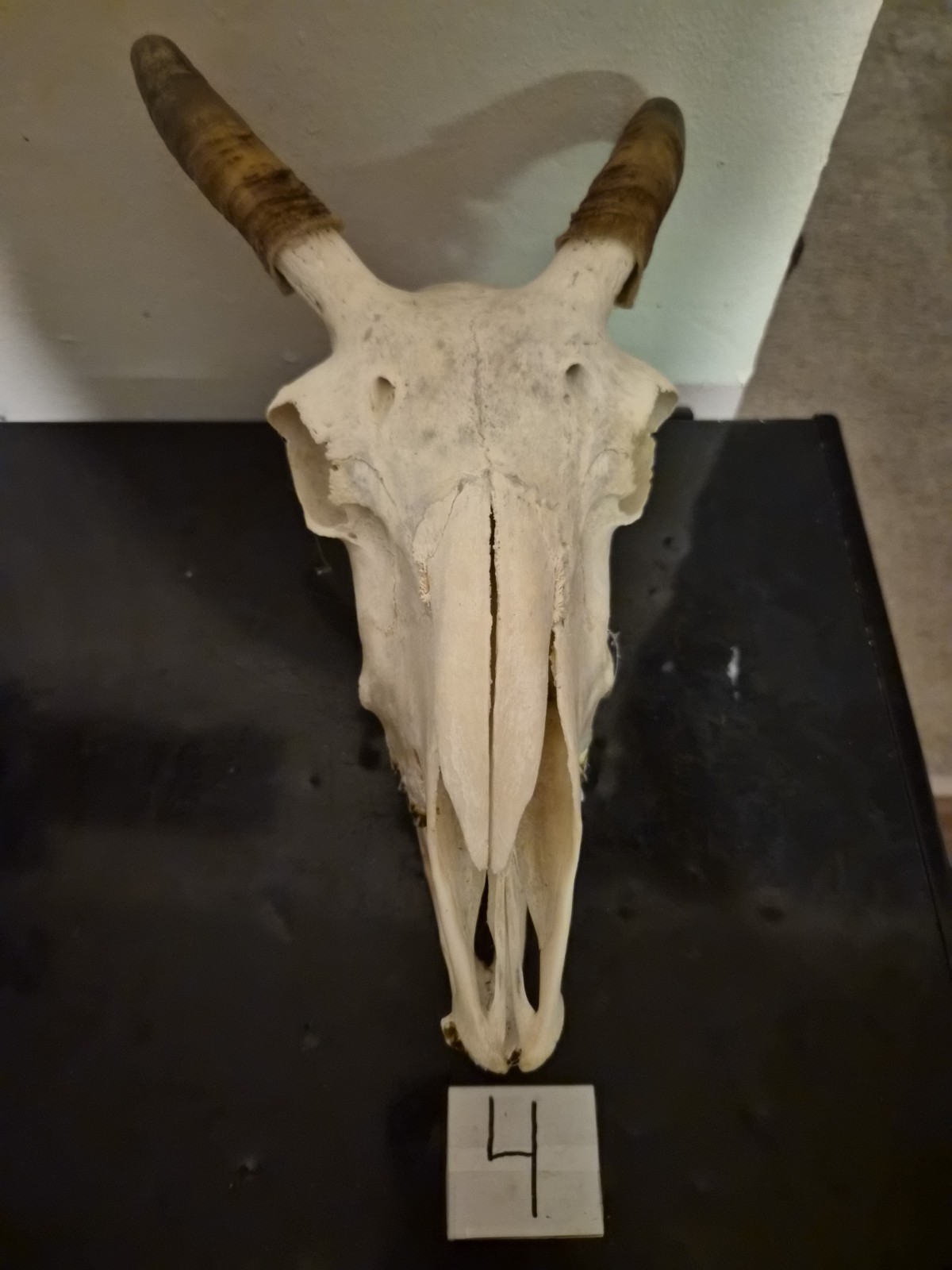 Goat Skull Goat Skull