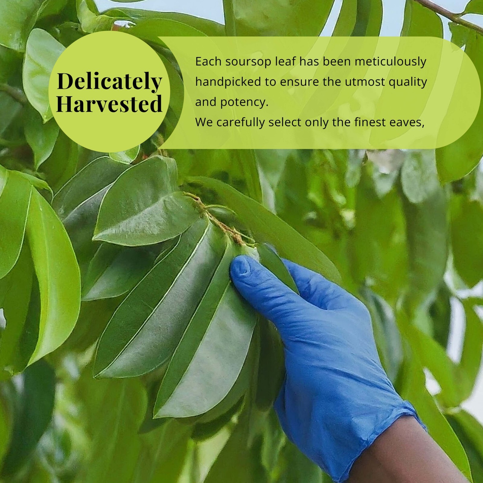 Soursop Leaves, 200+Graviola Leaves, Hojas De Guanabana Leaf, Tea, Soursop Leaves, 200+Graviola Leaves, Hojas De Guanabana Leaf, Tea,