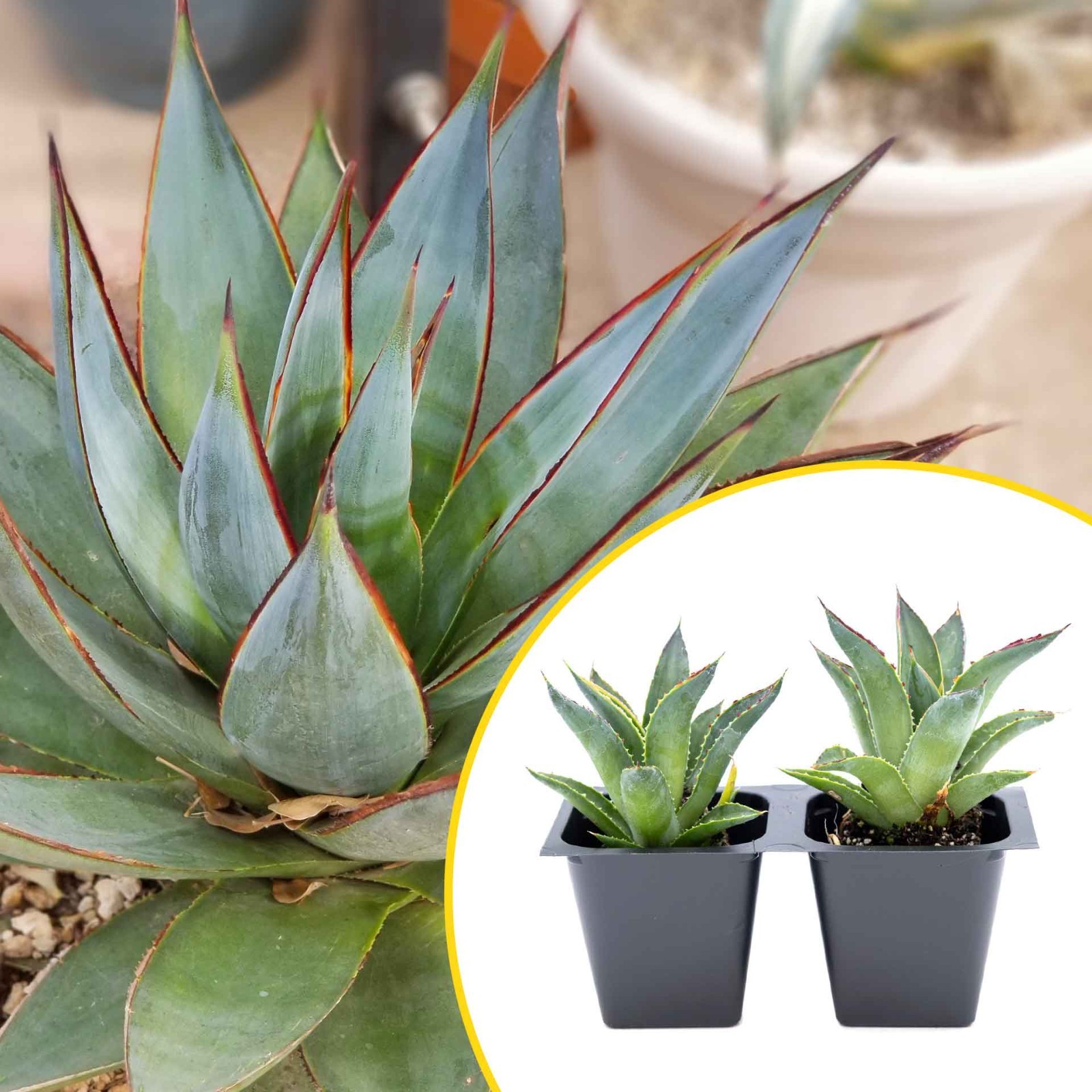 2 Blue Glow Agave Succulents, Live Plants in 2.5\