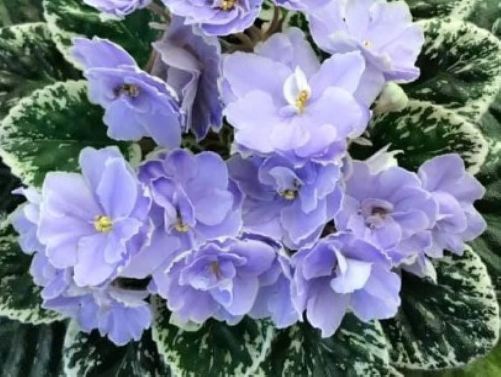 2 African Violet Leaves ~ * HUNTER\'S BLUE NORTHERN * ~ 2 African Violet Leaves ~ * HUNTER\'S BLUE NORTHERN * ~