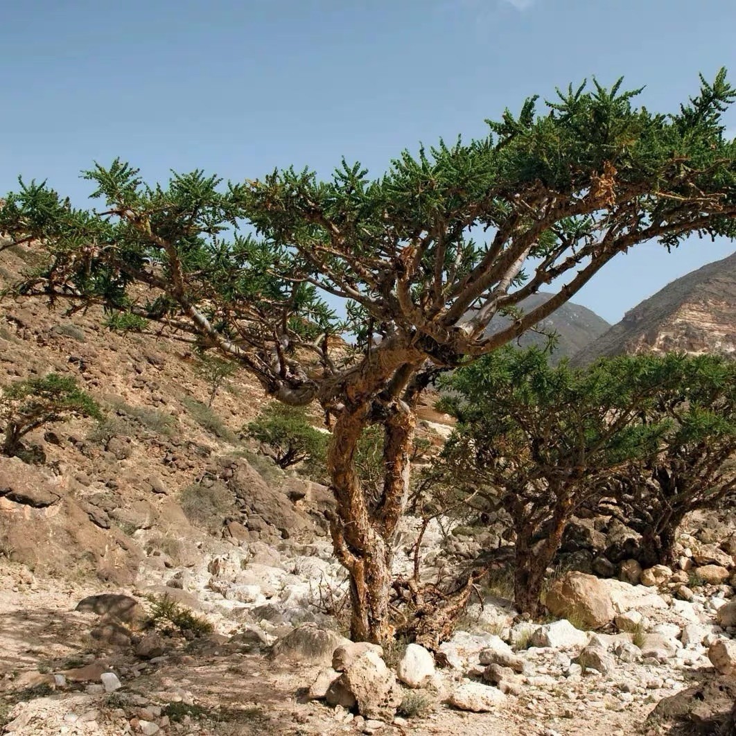 Boswellia sacra Omani Frankincense Seed Grown Caudex Rare Live Plant Exact Plant