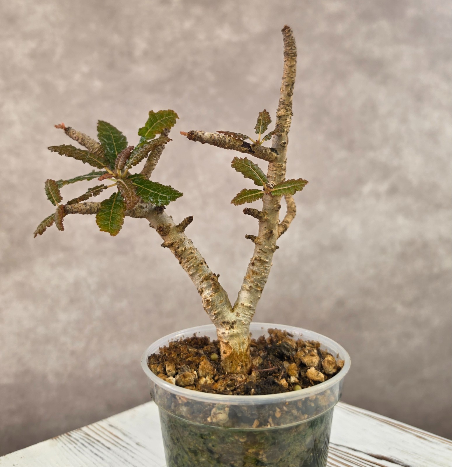 RARE Boswellia Nana (not popoviana) succulent rare - NOT direct China import
