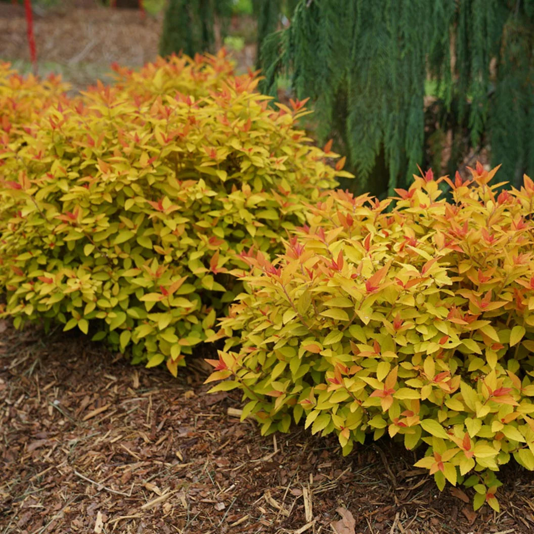 Proven Winners® Double Play® Candy Corn® Spiraea Shrub Live Plant Well Rooted