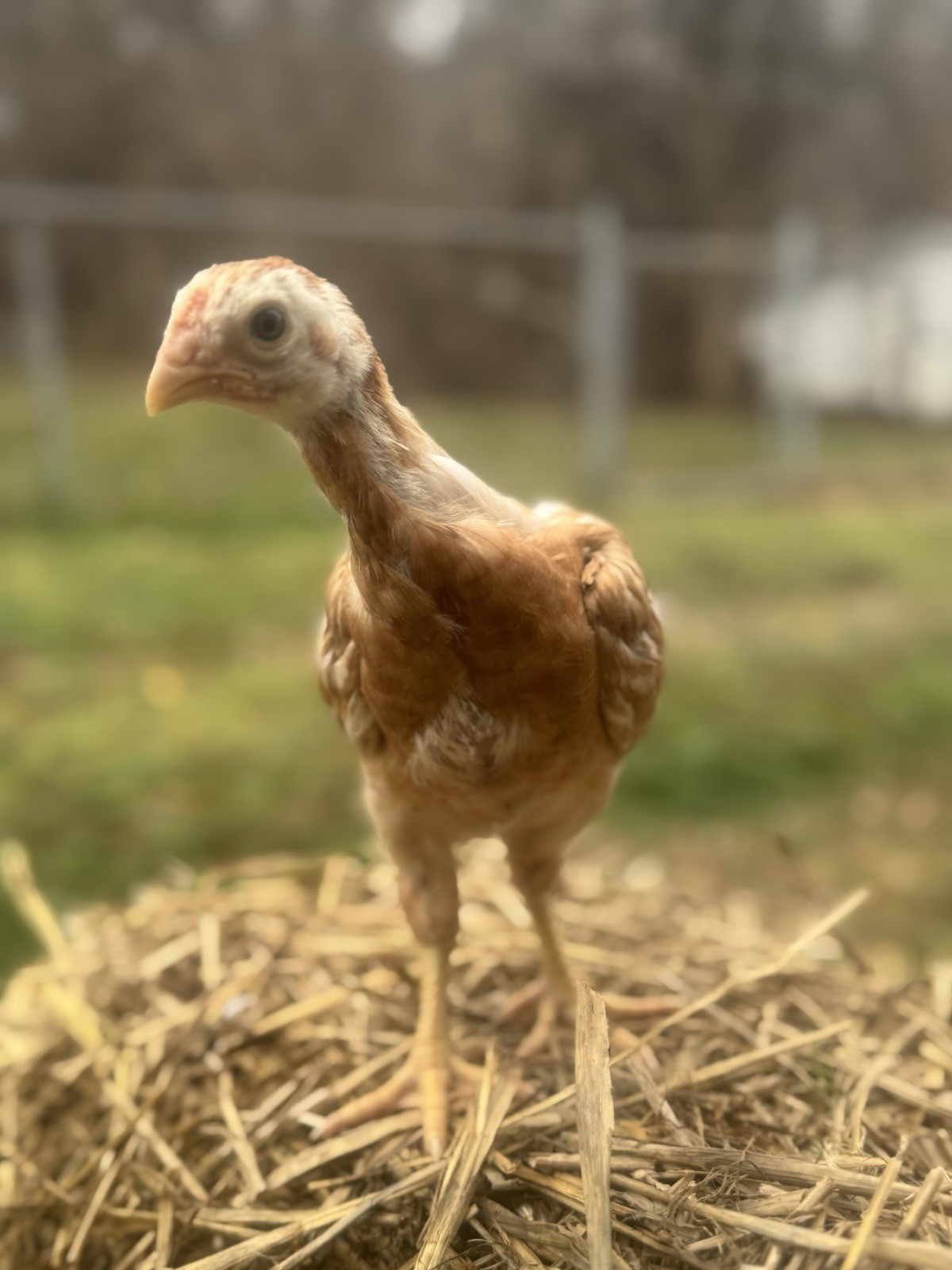 10 Giant Chicks Hatching Eggs- Indio Gigante X F1 BYM •World’s Biggest Chickens