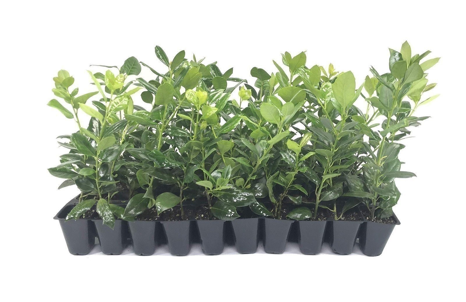 Ilex Nellie Holly | 40 Live 2 Inch Plants | Ilex stevensii | Evergreen Privacy Ilex Nellie Holly | 40 Live 2 Inch Plants | Ilex stevensii | Evergreen Privacy