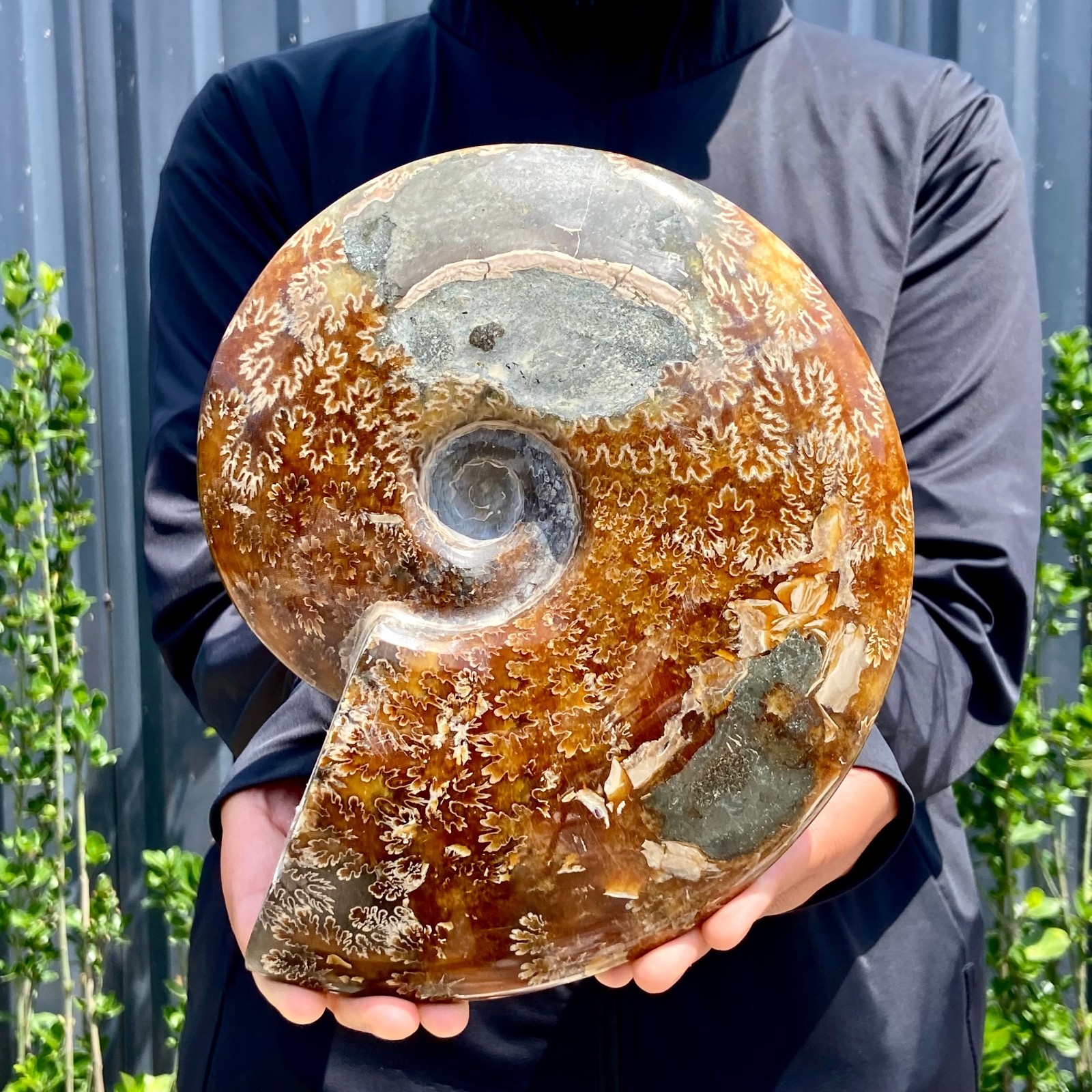 4.9LB Rare Natural Tentacle Ammonite FossilSpecimen Shell Healing Madagascar