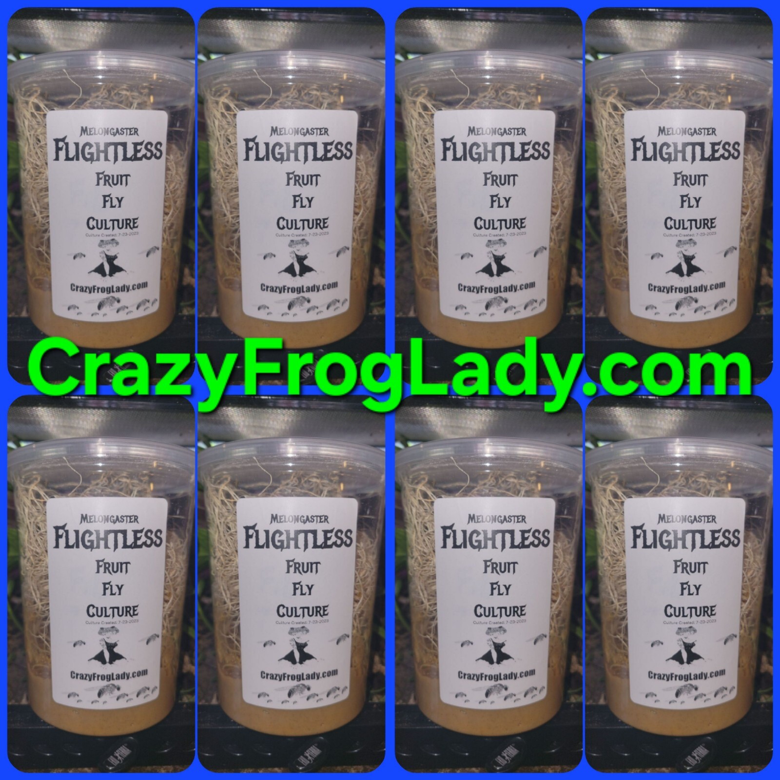 Flightless Fruit Fly 8 PACK cultures Dart Frog Food Reptile Food Flightless Fruit Fly 8 PACK cultures Dart Frog Food Reptile Food