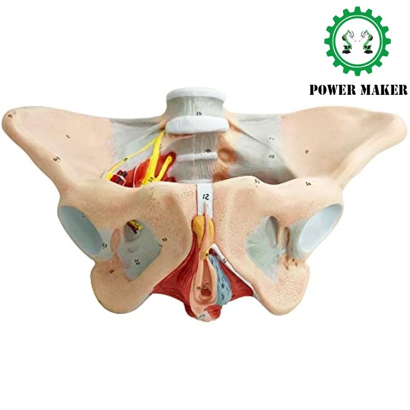 1:1 Life Sized Human Female Pelvis Neural Model Pelvic Floor Muscle Perineal