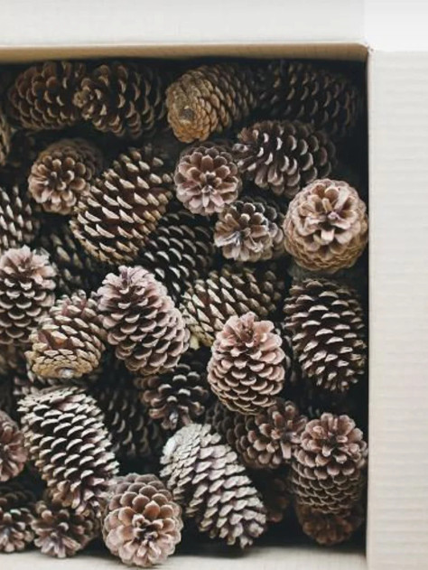 Box of 20 Natural Pine Cones - 3-6 Inches Box of 20 Natural Pine Cones - 3-6 Inches