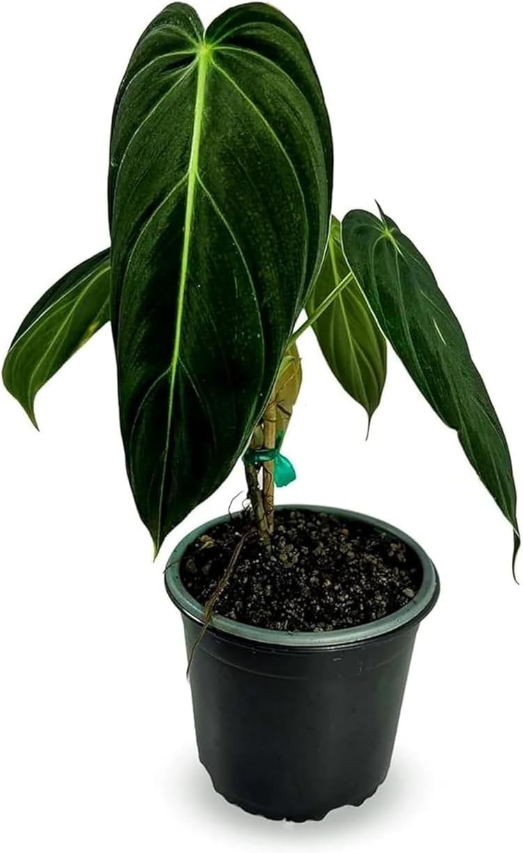 Philodendron Melanochrysum | Live Green Indoor House Plant Philodendron Melanochrysum | Live Green Indoor House Plant