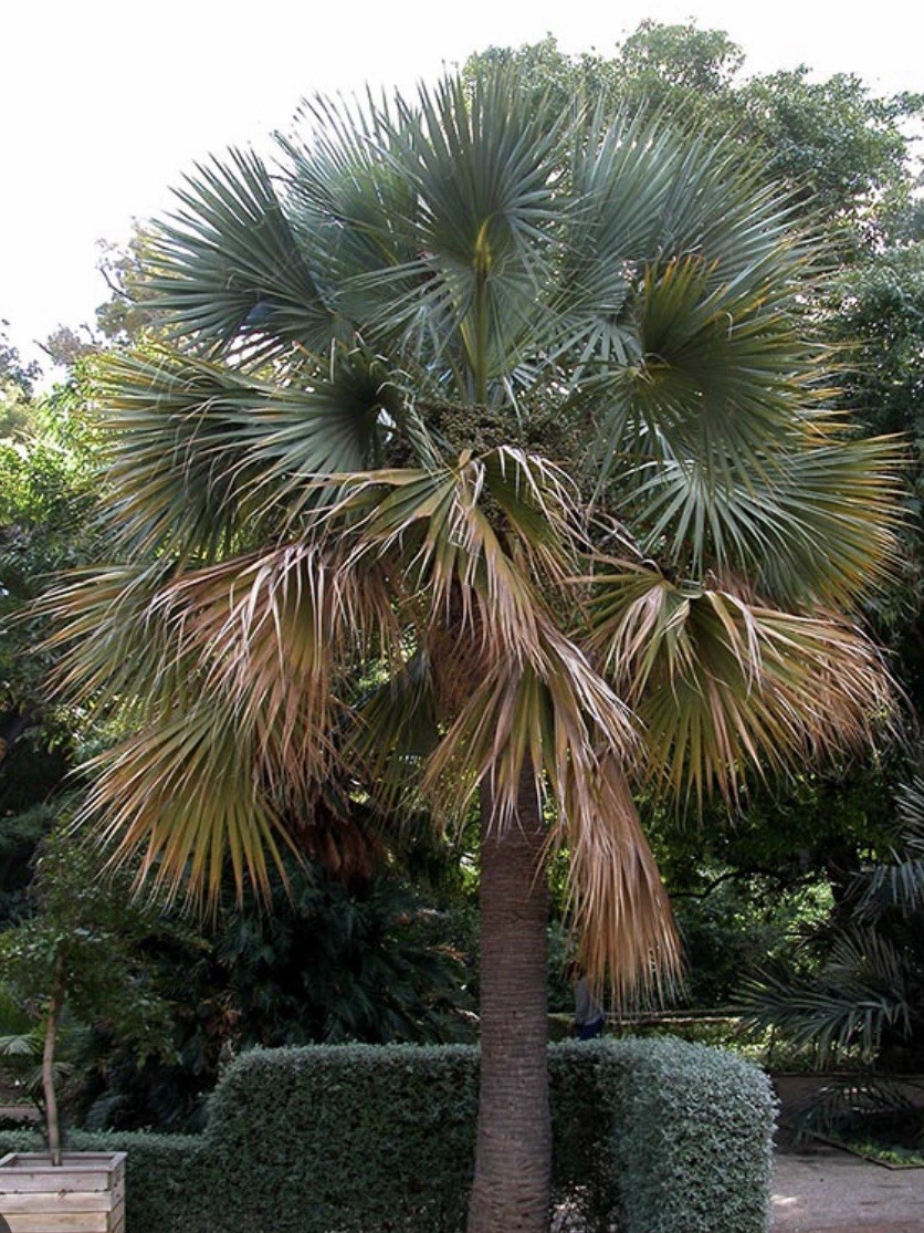 Sabal bermudana 1 Gallon grow bag– Bermuda Palmetto – Cold Hardy Sabal bermudana 1 Gallon grow bag– Bermuda Palmetto – Cold Hardy
