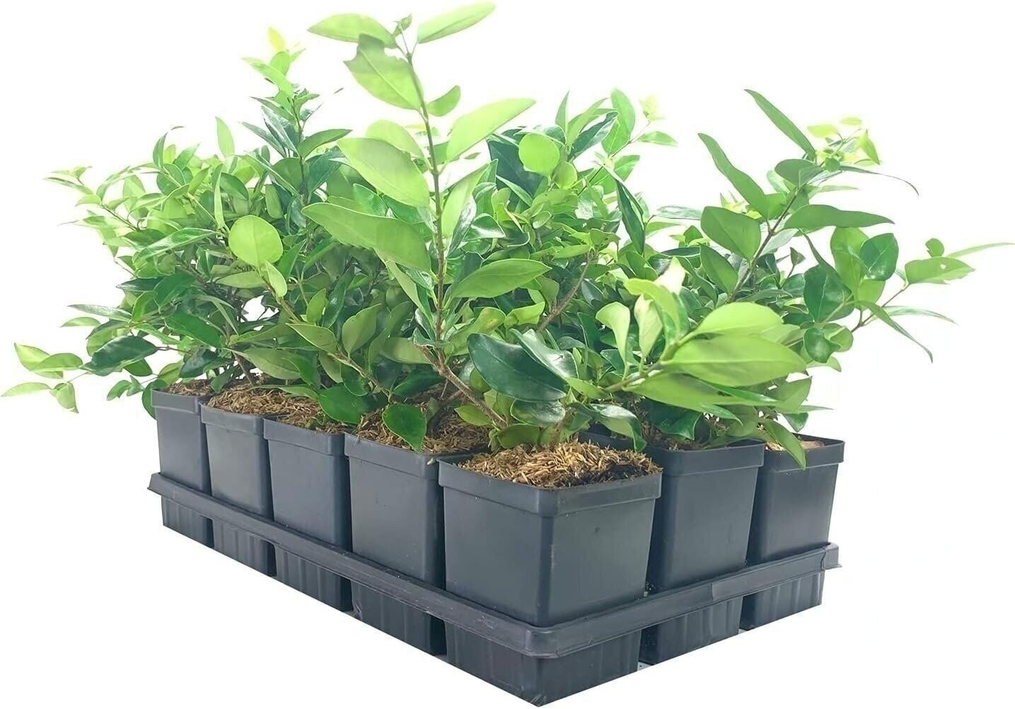 Ligustrum Waxleaf Privet | Quart | Ligustrum japonicum | Low Maintenance | Hardy Ligustrum Waxleaf Privet | Quart | Ligustrum japonicum | Low Maintenance | Hardy