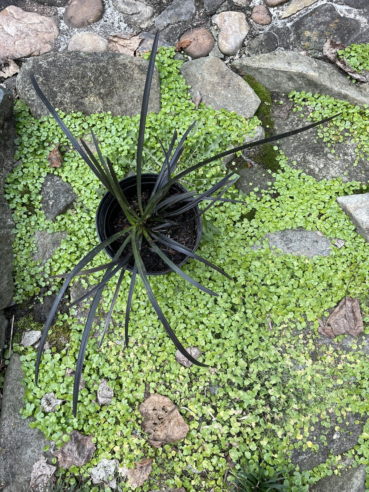 01 Mondo Black Dragon Grass Live Plants Ophiopogon Terrarium Fairy Garden 01 Mondo Black Dragon Grass Live Plants Ophiopogon Terrarium Fairy Garden