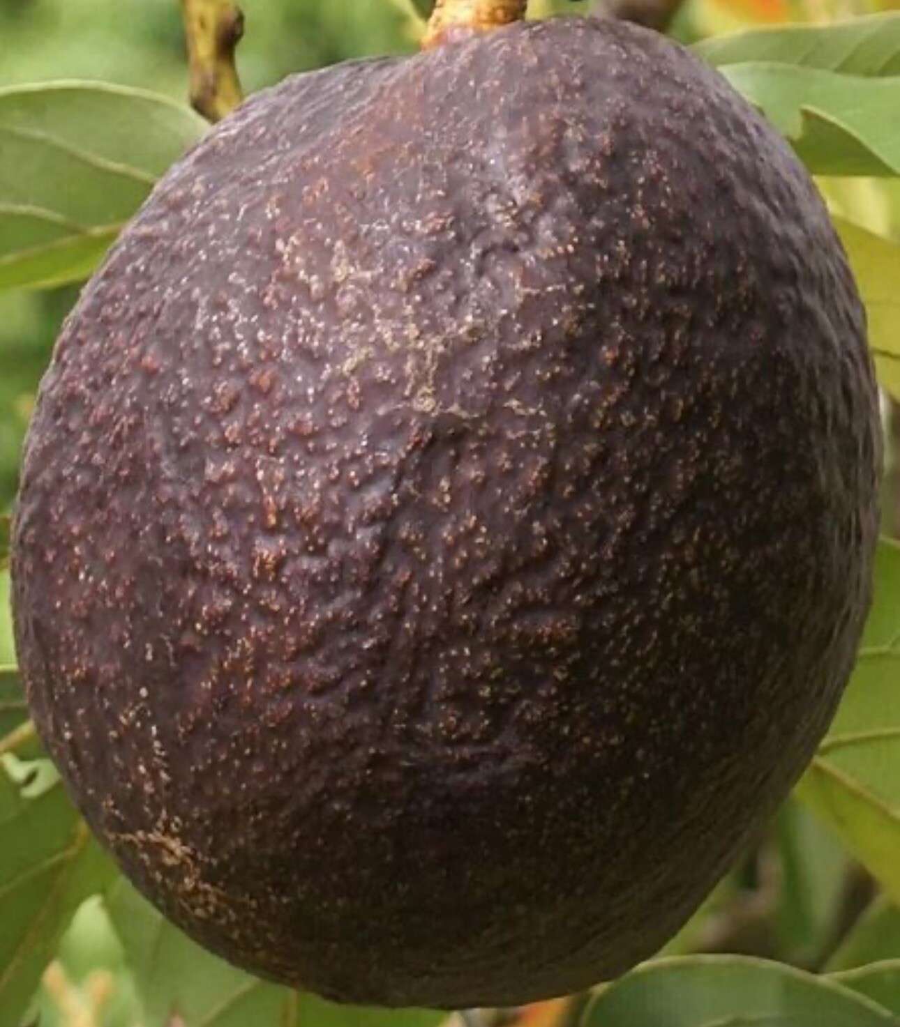 Maria Black Grafted Avocado tree 2-4 Ft Tall. Ship To CA&PR. Actual Pics Maria Black Grafted Avocado tree 2-4 Ft Tall. Ship To CA&PR. Actual Pics