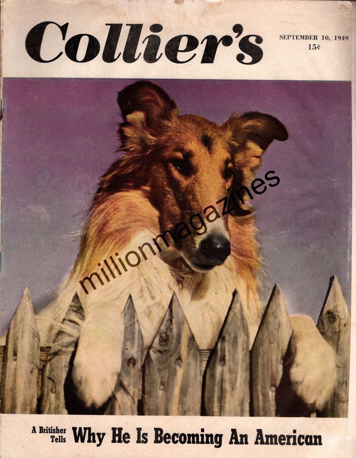 1949 Colliers September 10 - Lassie Collie; Boston Psychopathic;Cutting Redwoods