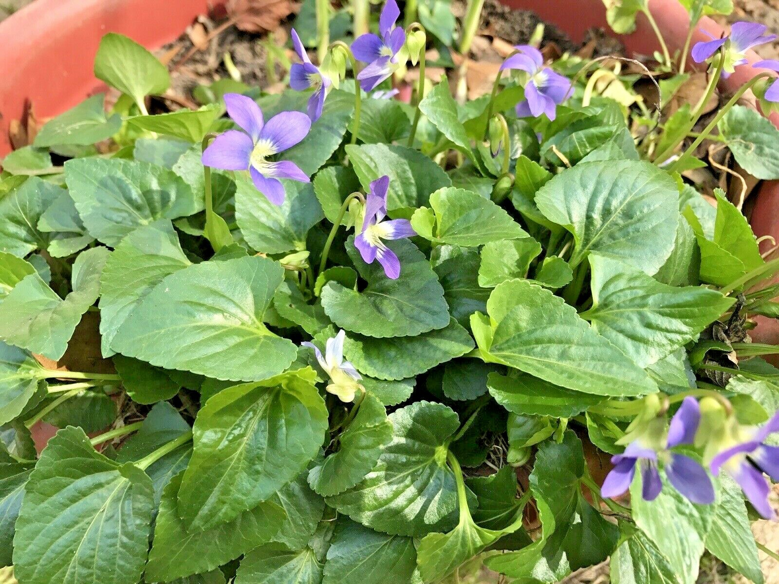 100 Purple Wild Violets Start Plants Flower Bulbs Perennial Bare Root Easy Grow 100 Purple Wild Violets Start Plants Flower Bulbs Perennial Bare Root Easy Grow