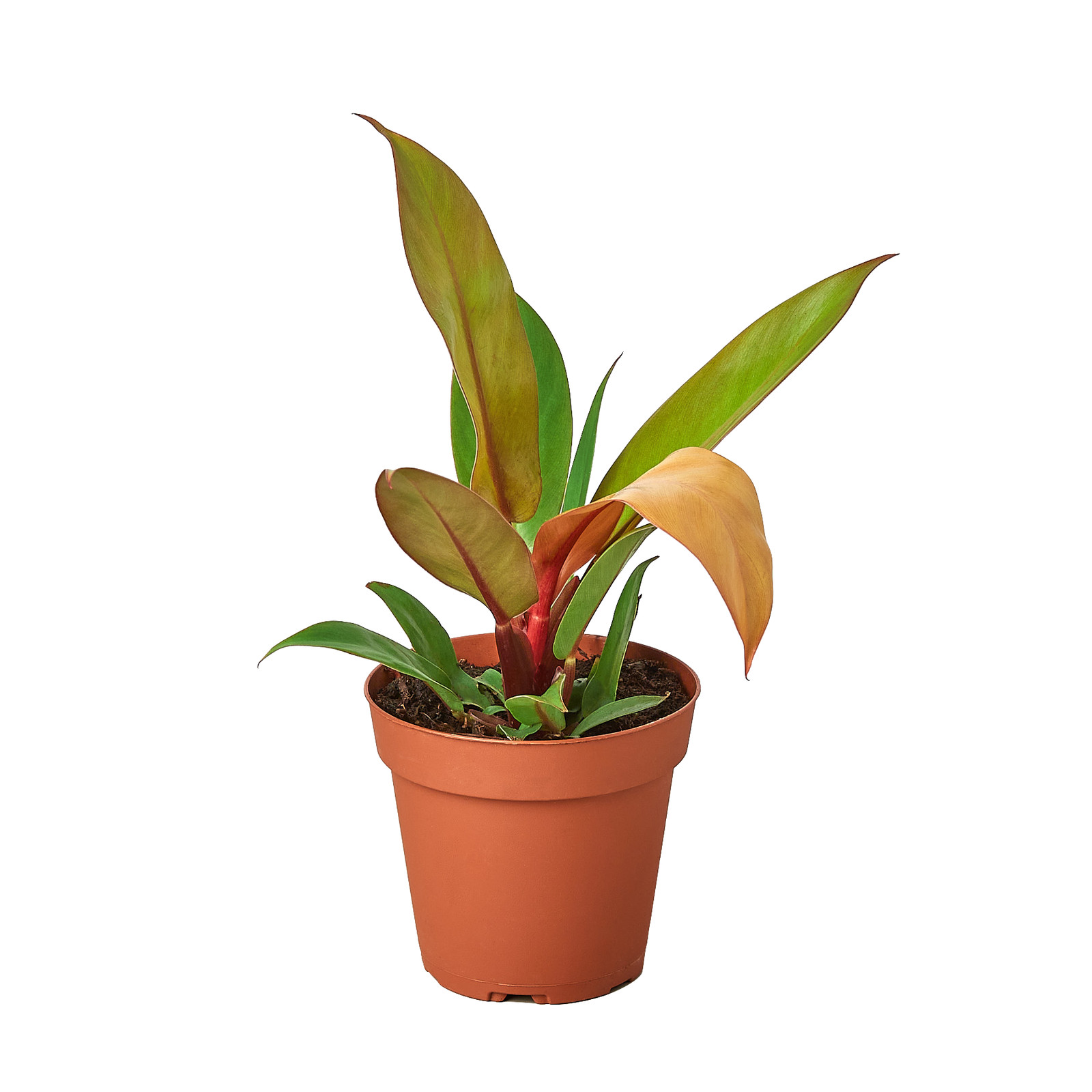 Philodendron \'Prince of Orange\' | Live Plant for Indoor & Outdoor Philodendron \'Prince of Orange\' | Live Plant for Indoor & Outdoor