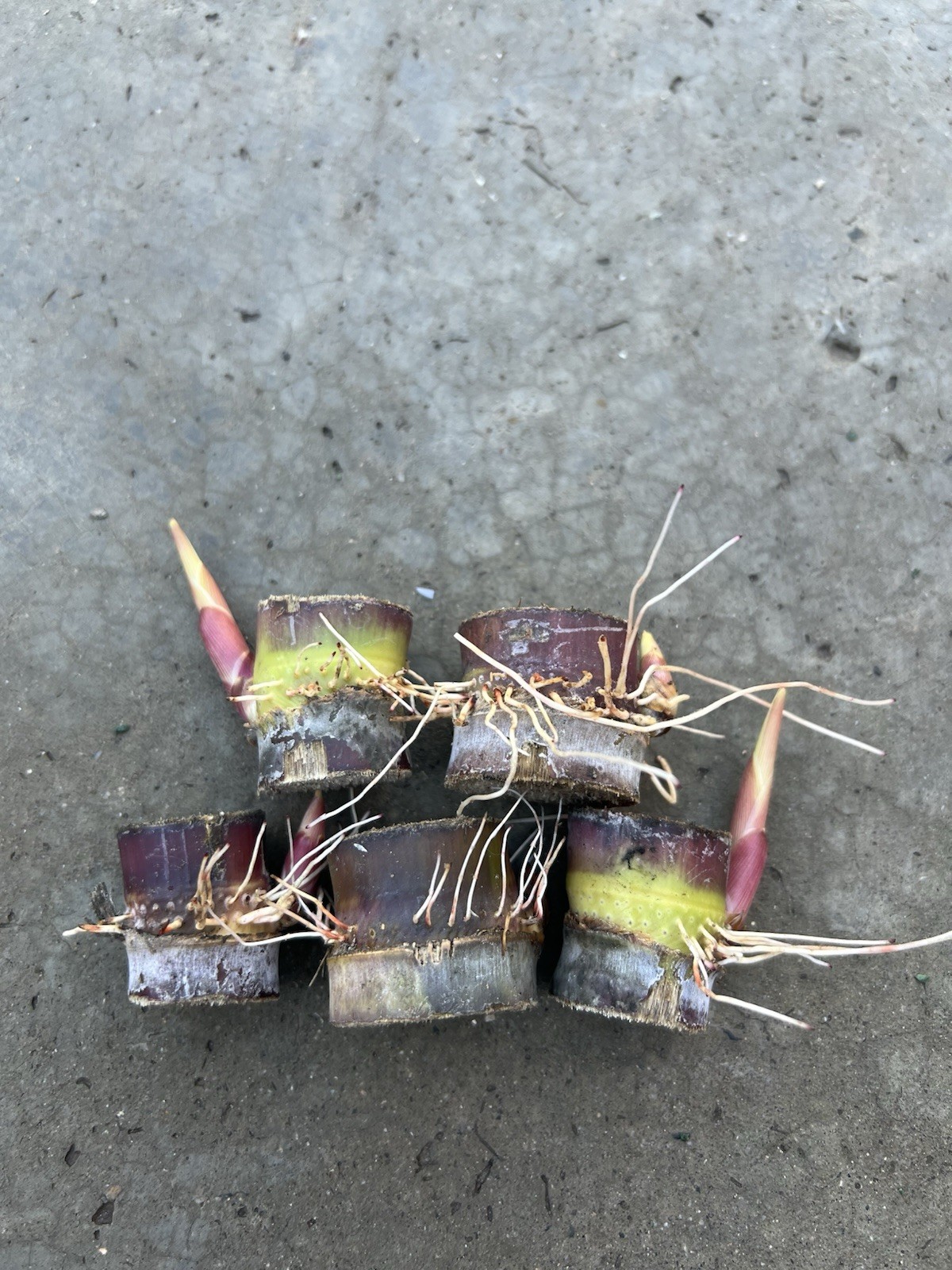 5pcs Rooted Dark Purple Green Sugarcane Cutting Ready To Plant