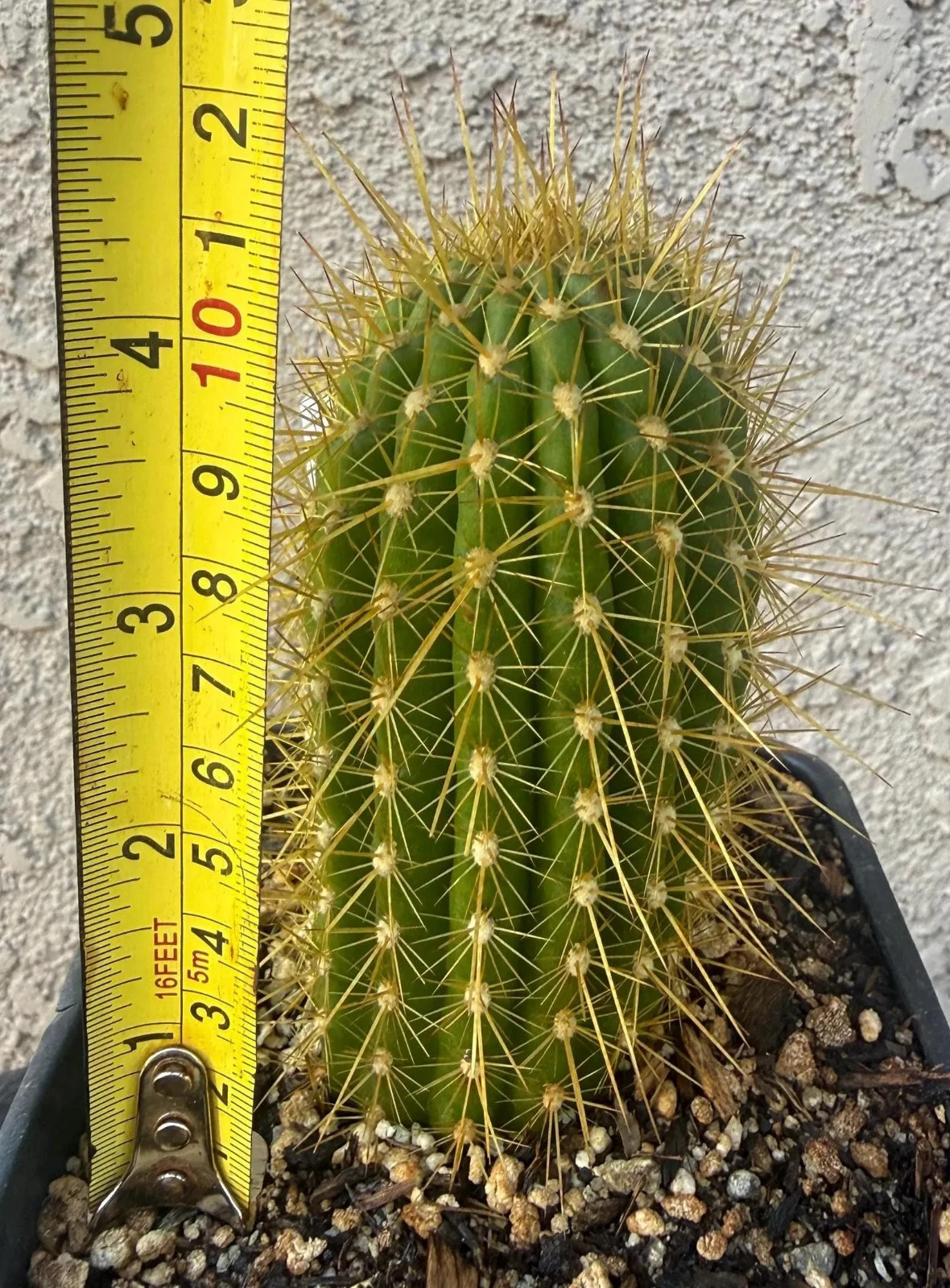 T.Cereus,Hybrid, FIRE TRUCK,Echinopsis,Rooted,Cactus,Blooming,Plant