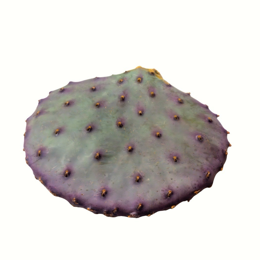 Cactus Santa Rita Purple Prickly Pear Opuntia Cutting (1 Pad)