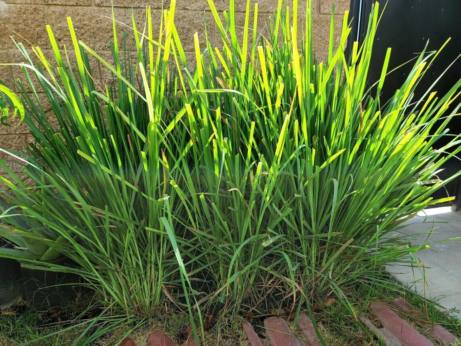 4 Fresh Lemongrass Stalks, Live Plant, Fresh Cut - Lemon Grass Ready To Grow