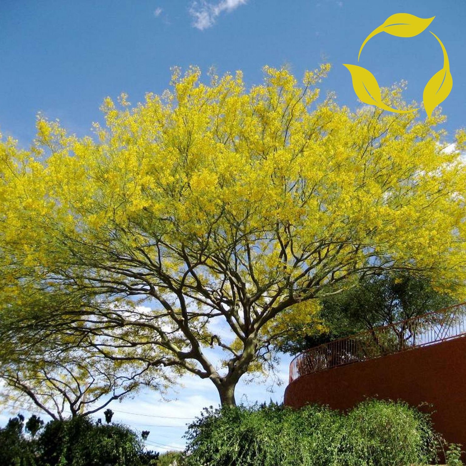 JERUSALEM THORN Parkinsonia Aculeata - 20+ SEEDS