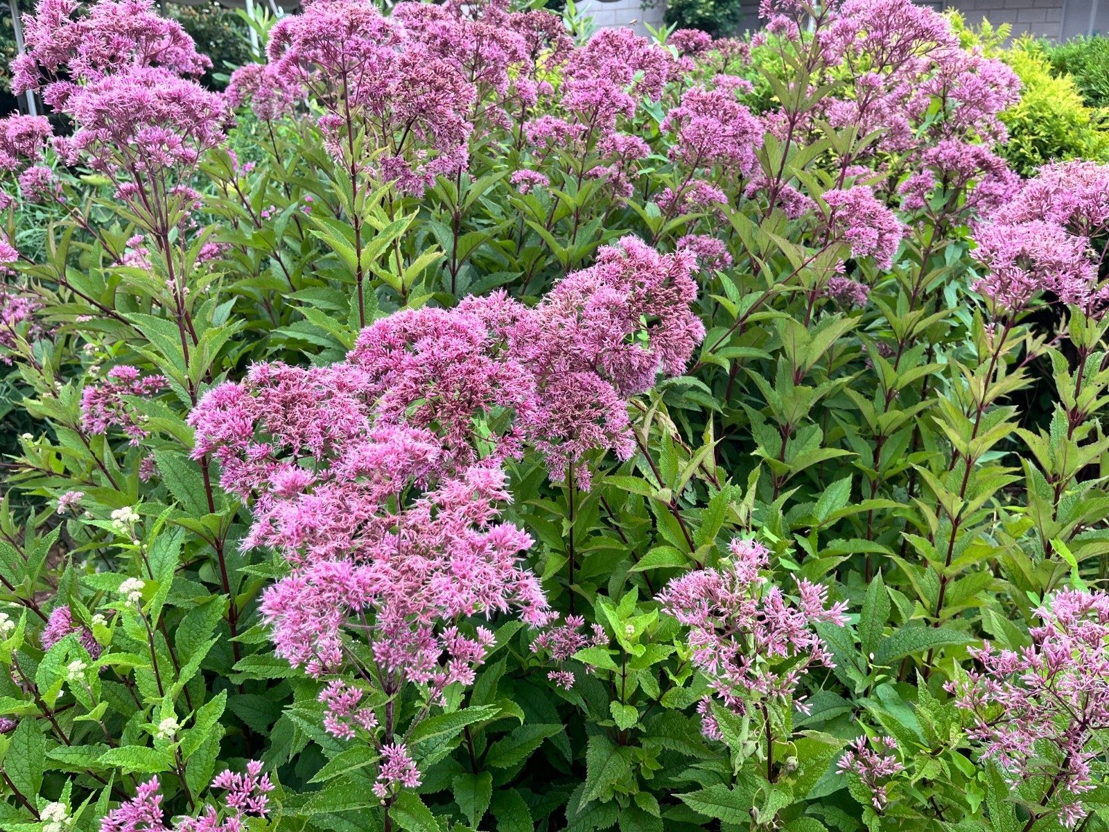 Eupatorium Baby Joe / Joe Pye Weed Live Plant, Healthy Starter Butterfly Plants
