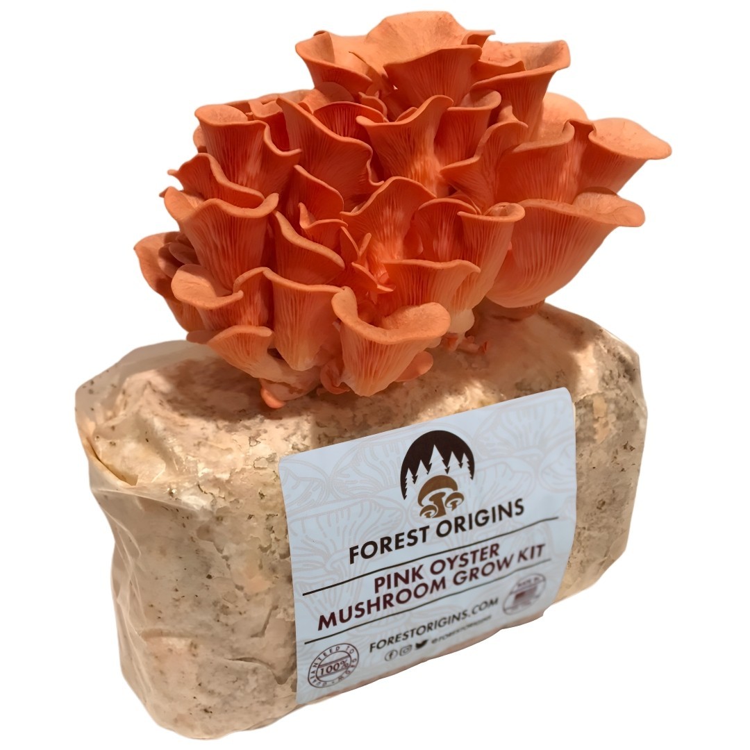 Pink Oyster Mushroom Grow Kit Indoor | Easy Gourmet Mushroom Kit
