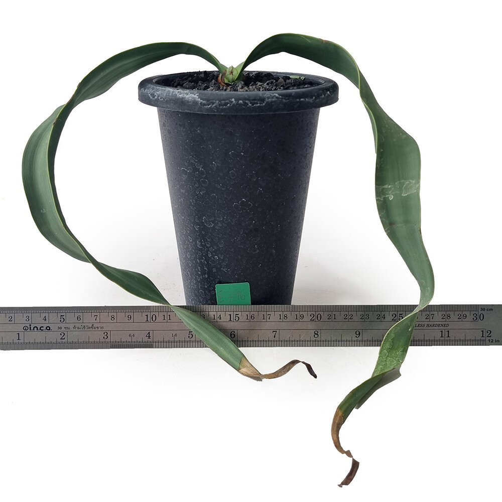 Welwitschia mirabilis for sale by Little One Plant Nursery