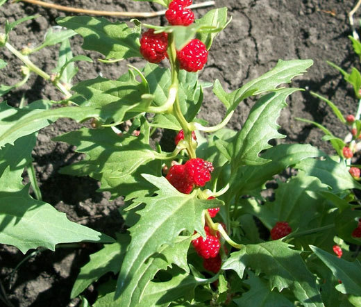 SPINACH STRAWBERRY STICKS Chenopodium Foliosum - 1,000 Bulk Seeds