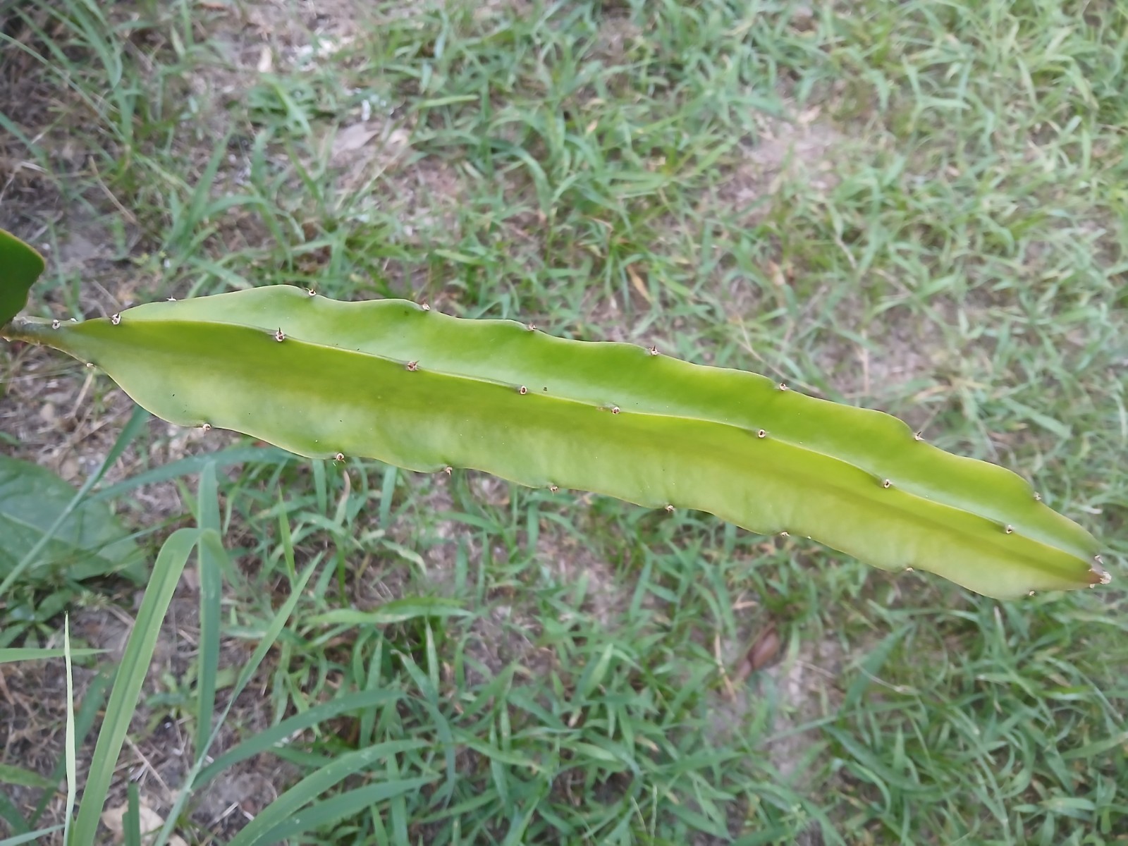 FRESH DRAGON FRUIT CUTTINGS - RANDOM VARIETY - 10 FRESH DRAGON FRUIT CUTTINGS - RANDOM VARIETY - 10