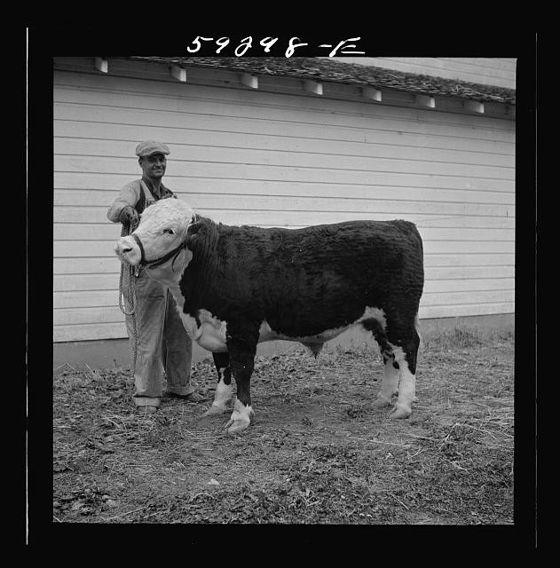 Photo:Mitchell Nebraska 1941 Hereford Steer County Fair Winner