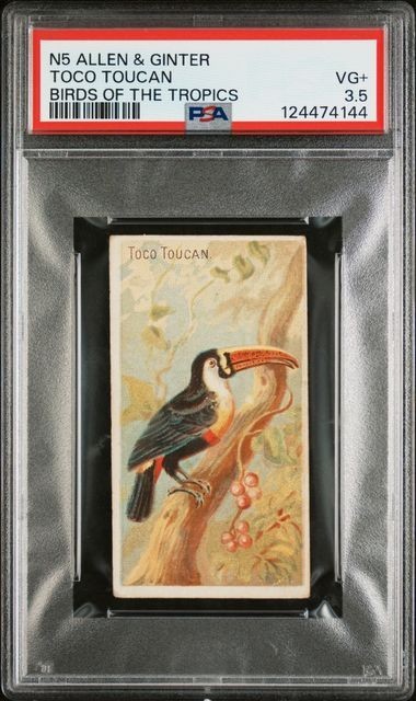 Toco Toucan 1889 N5 Allen & Ginter Tropic Birds PSA 3.5 VG+