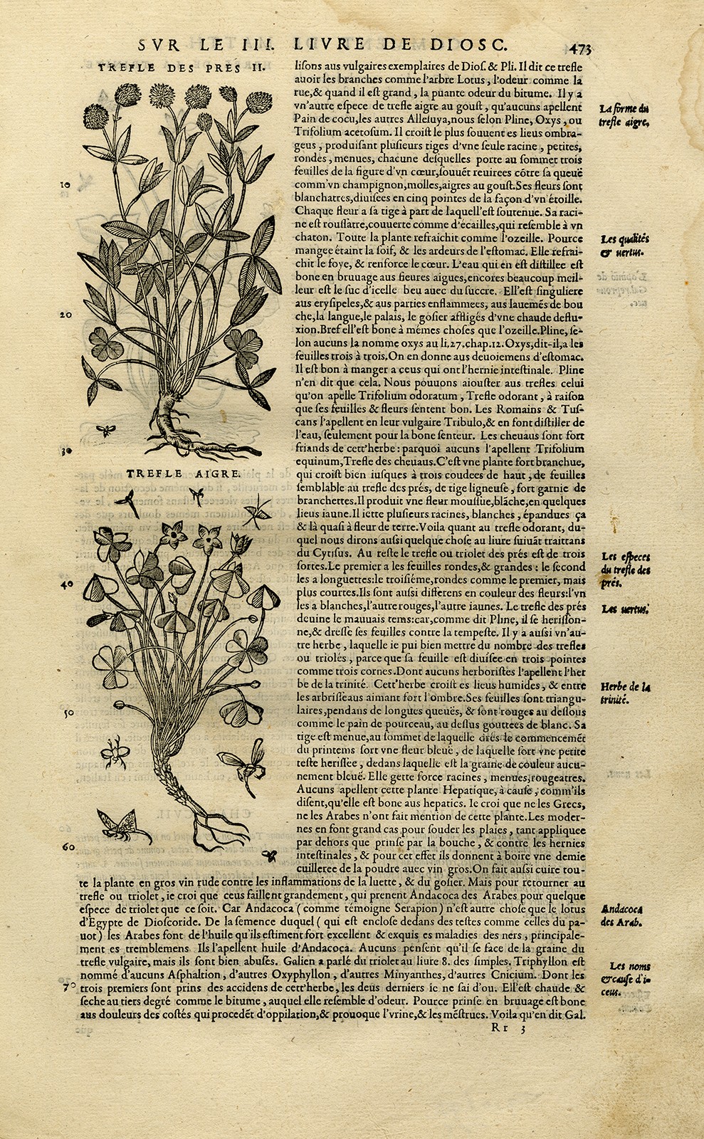 Antique Print-Botany-Clover-Mattioli-p. 473-Anonymous-1572