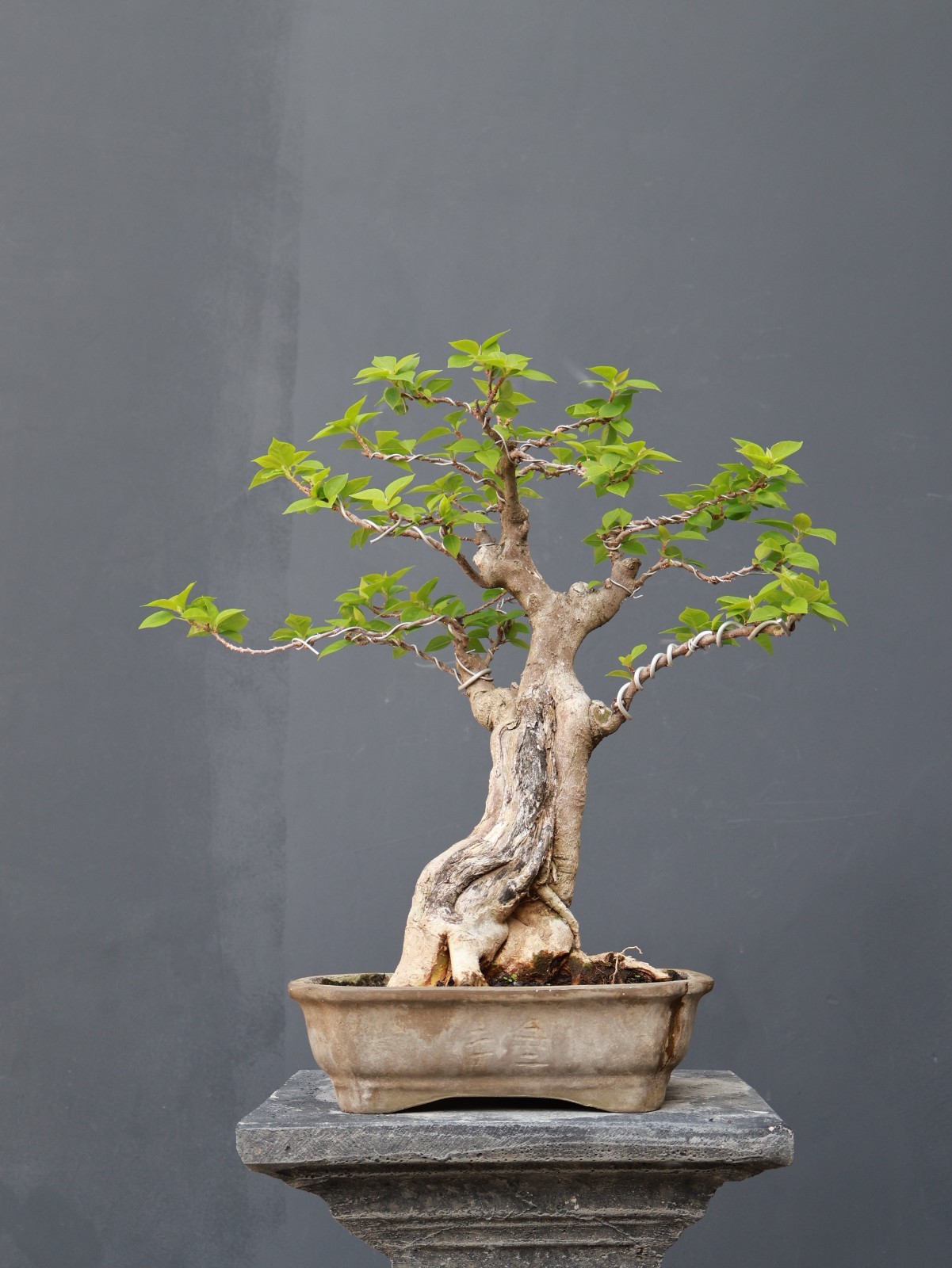 Real Pict Bougainville Bonsai Tree, Ficus, tiger brack tree