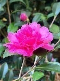 Camellia Sparkling Burgundy | 3 Gallon | Camellia sasanqua | Winter Blooms Camellia Sparkling Burgundy | 3 Gallon | Camellia sasanqua | Winter Blooms