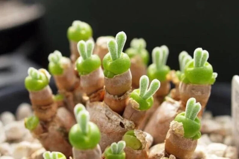 Rare Succulent Seeds Rabbit Ear Shape 100PCs/Pack seeds