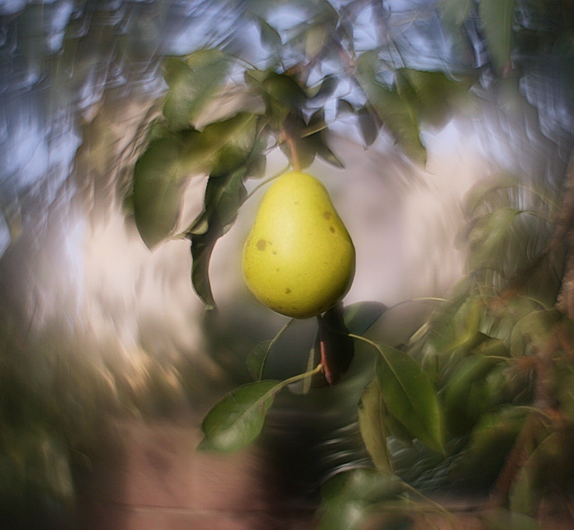 Petzval Modification KMZ Helios 44M  58mm F/2 Dreamy Swirly Bokeh M42 lens  READ