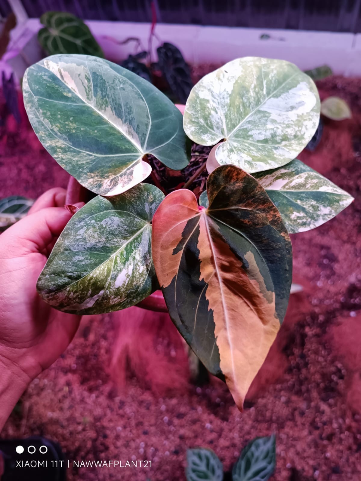 Anthurium Black Venom x Anthurium Dressleri Variegated Real Plant $1050 Anthurium Black Venom x Anthurium Dressleri Variegated Real Plant $1050