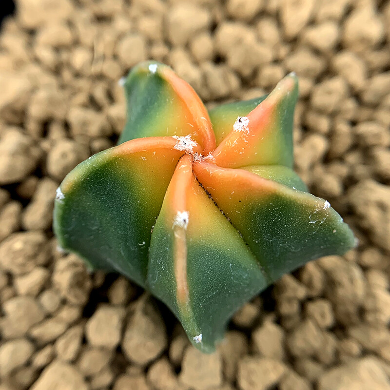 2CM Succulent Cactus Plant Astrophytum Myriostigma Variegata Cactaceae Beautiful