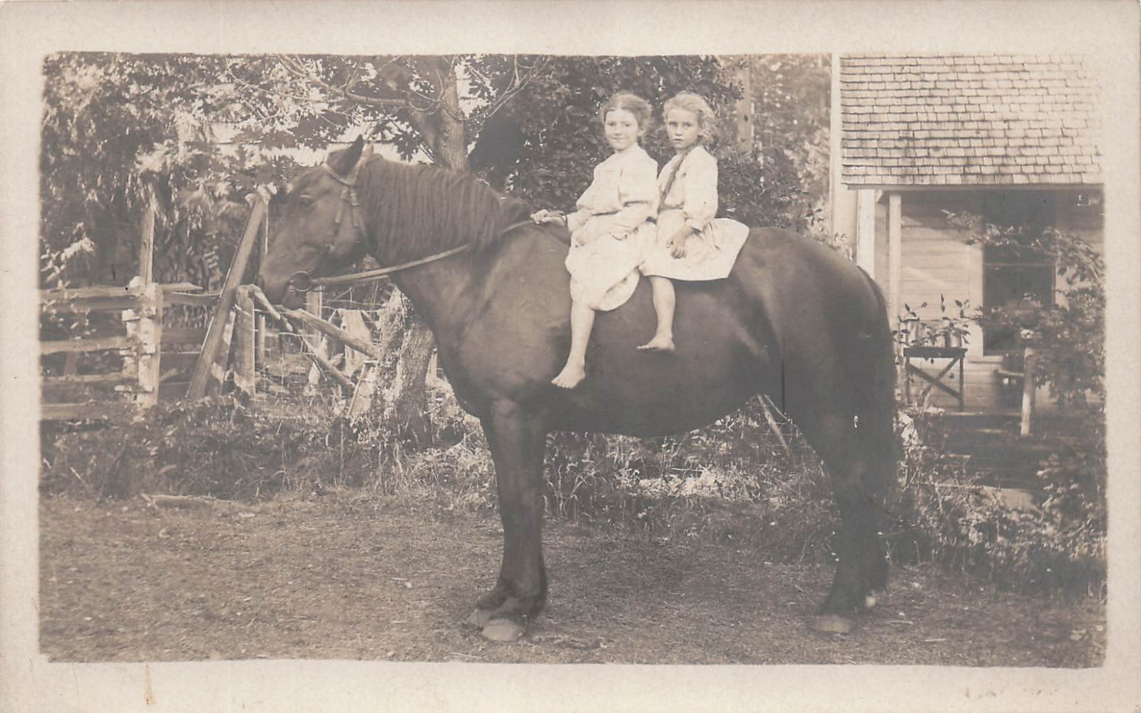 Girls Riding Percheron Horse Farmhouse Rural Antique Photo Vtg Postcard 12A