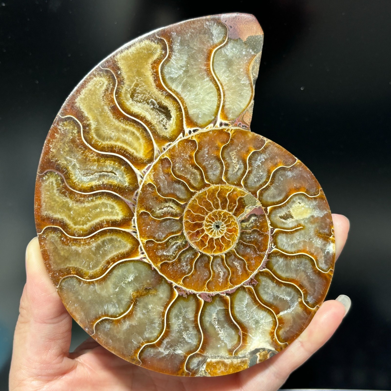 TOP 200G+ Natural ammonite fossil conch crystal specimen healing care 1pc TOP 200G+ Natural ammonite fossil conch crystal specimen healing care 1pc