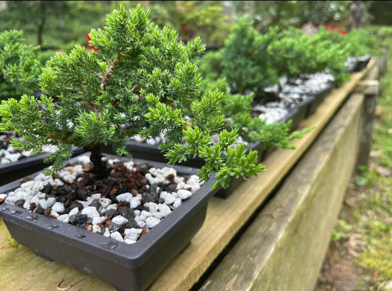 Juniper Bonsai Tree, LIVE Plant