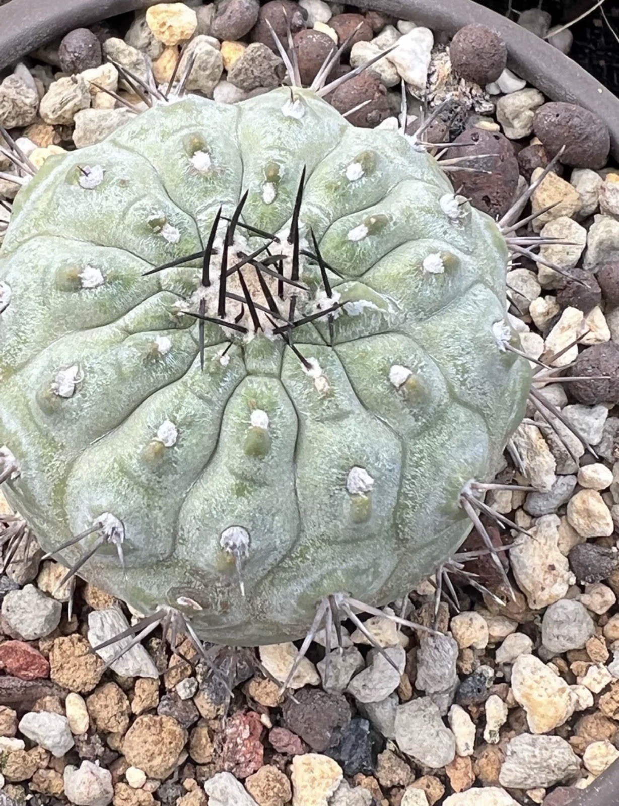1pcs 4-5cm Copiapoa cinerea Copiapoa columna-alba Mutation without thorns 1pcs 4-5cm Copiapoa cinerea Copiapoa columna-alba Mutation without thorns